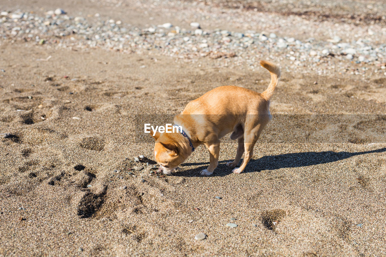 DOG LOOKING AWAY ON SAND