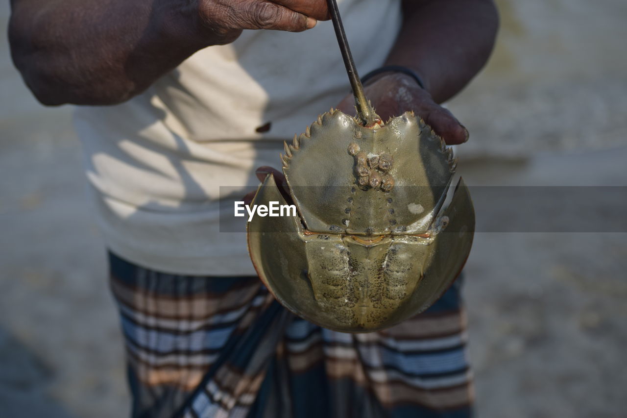 Midsection of man holding horseshoe crab on road