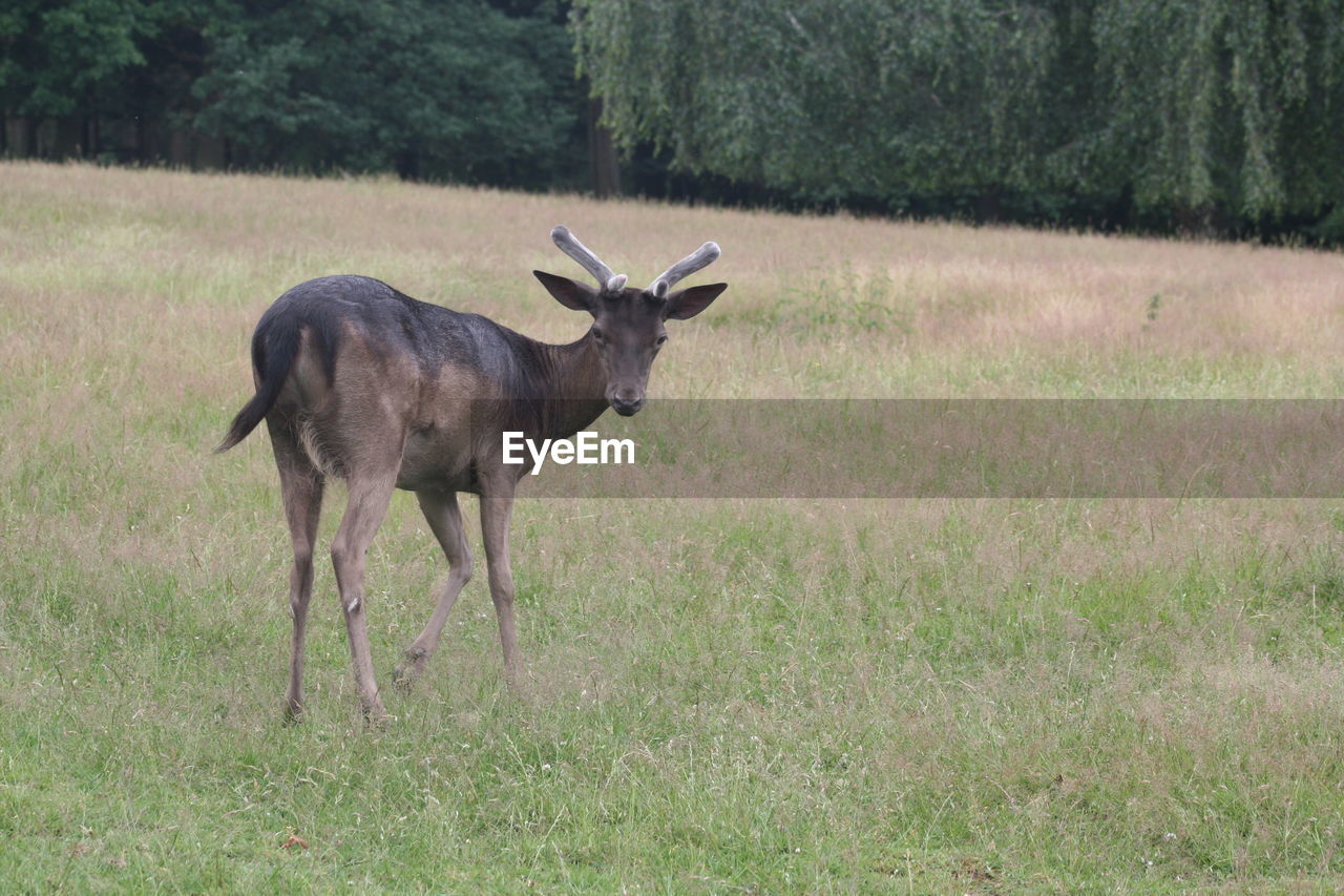 DEER STANDING ON GRASS