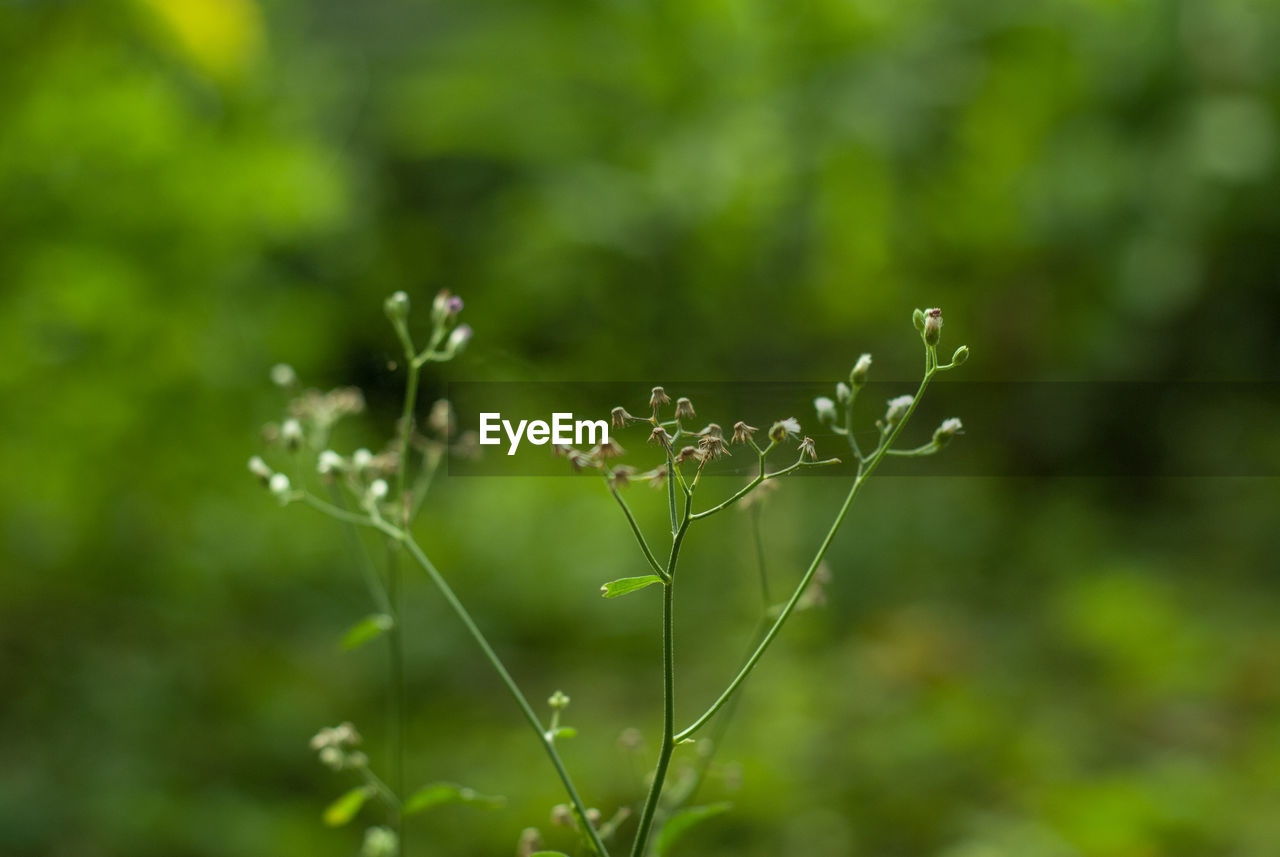 Close-up of flowering plant