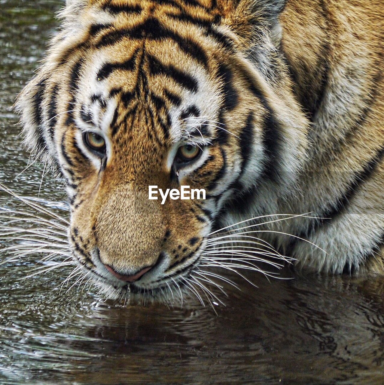 Close-up portrait of tiger drinking water in pond