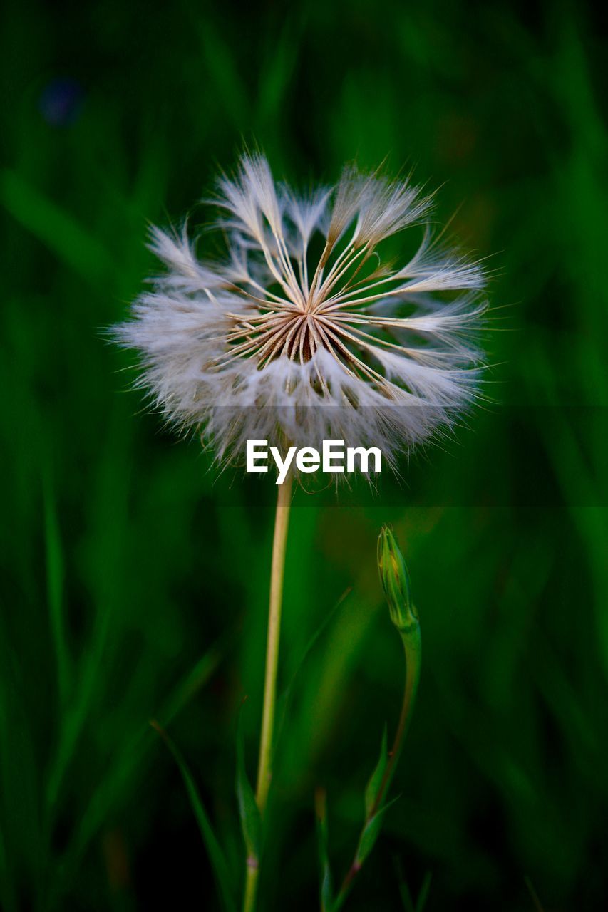 CLOSE-UP OF DANDELION FLOWER