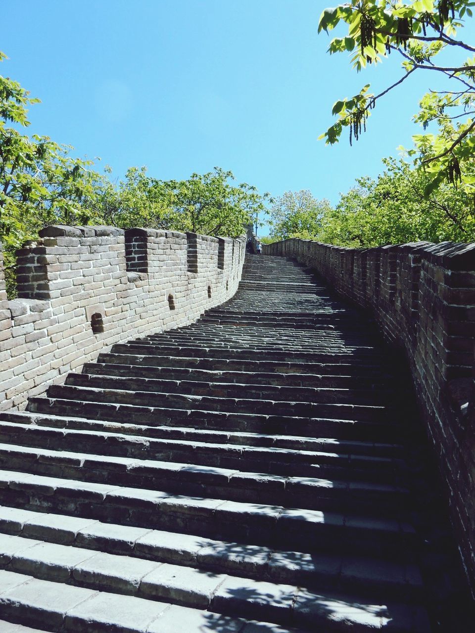 Steps amidst trees against sky