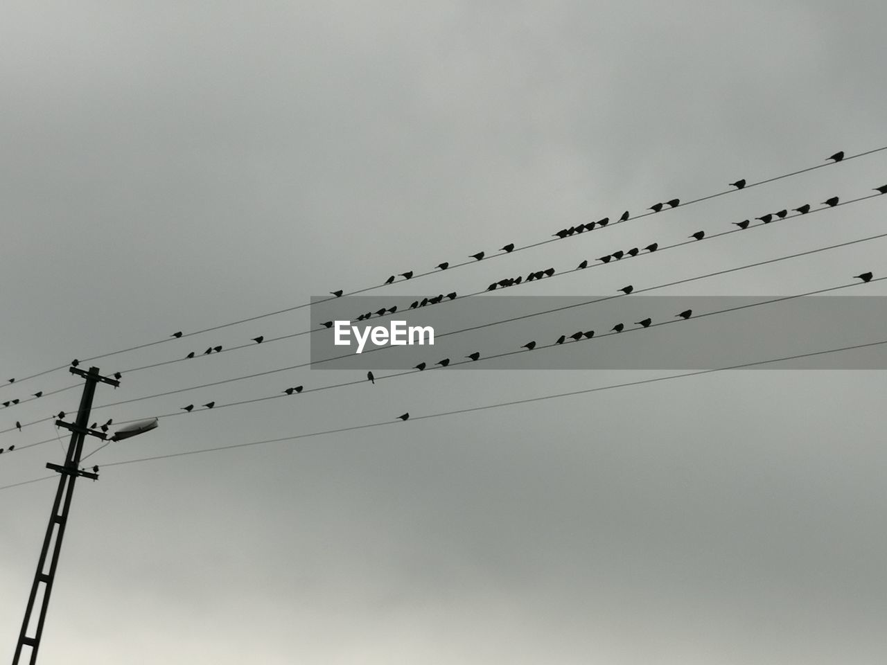 Low angle view of birds perching on cable