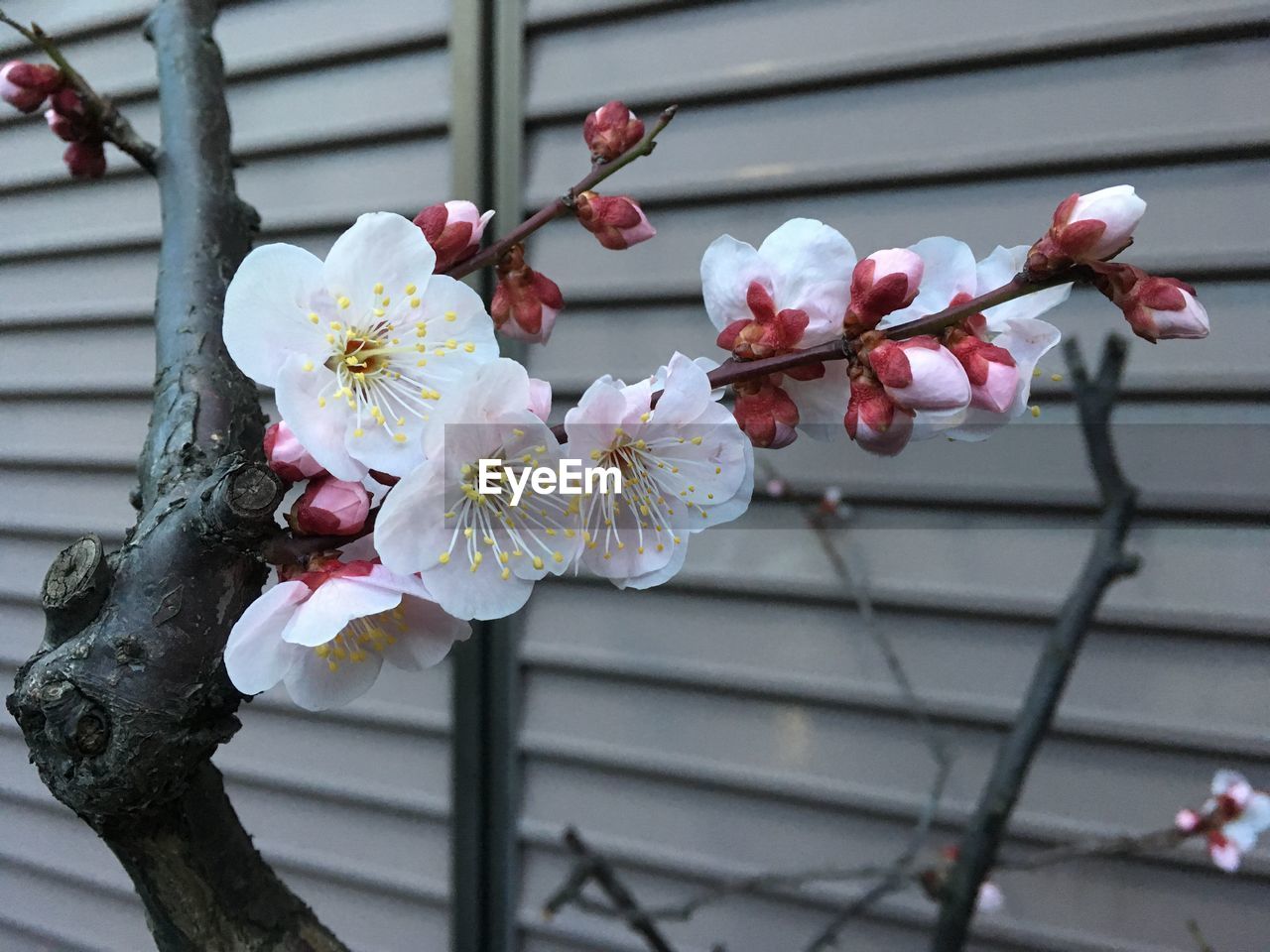 LOW ANGLE VIEW OF WHITE FLOWERS BLOOMING ON BRANCH