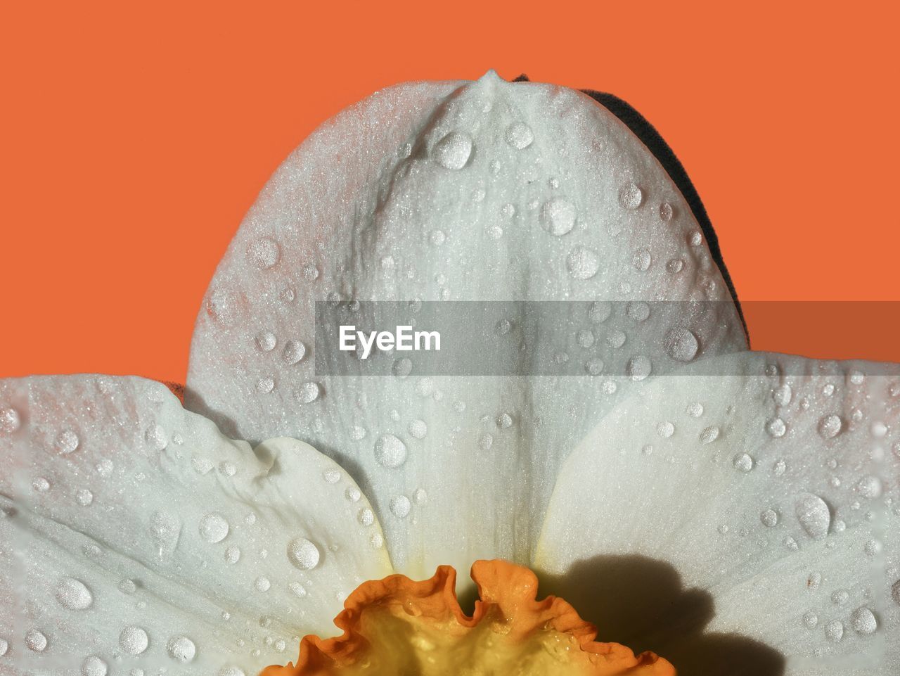 Cropped image of wet white daffodil on orange background