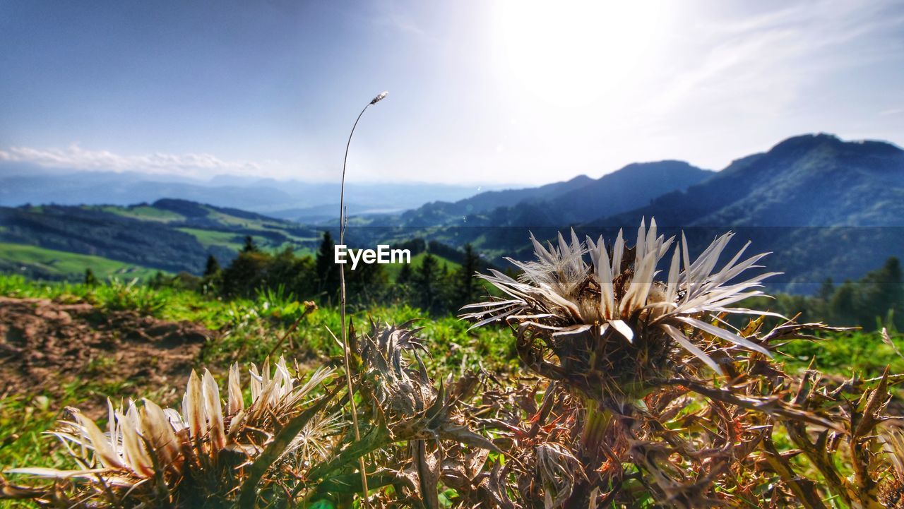 Close-up of plants growing on field against sky