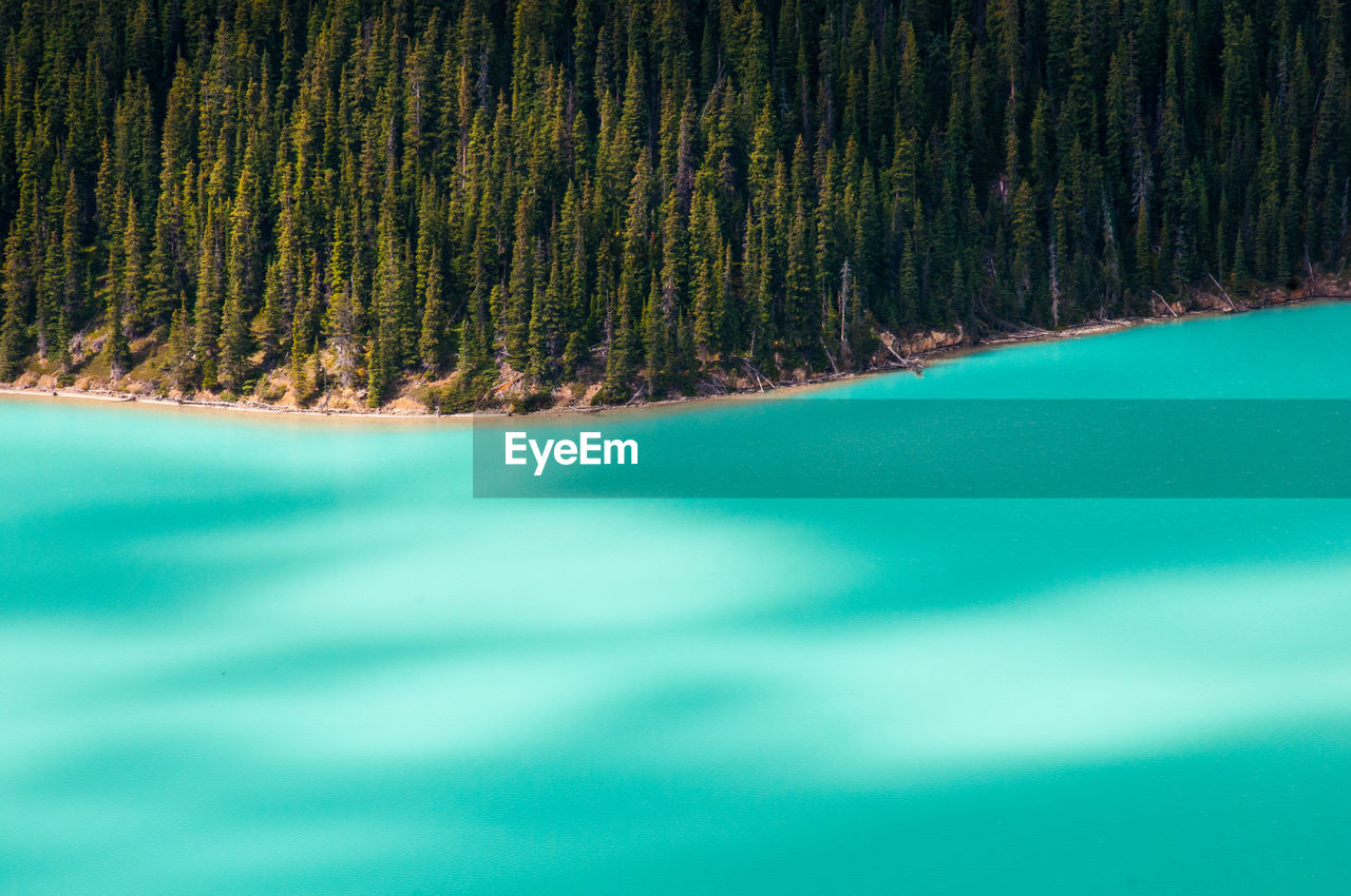 Scenic view of moraine lake and forest