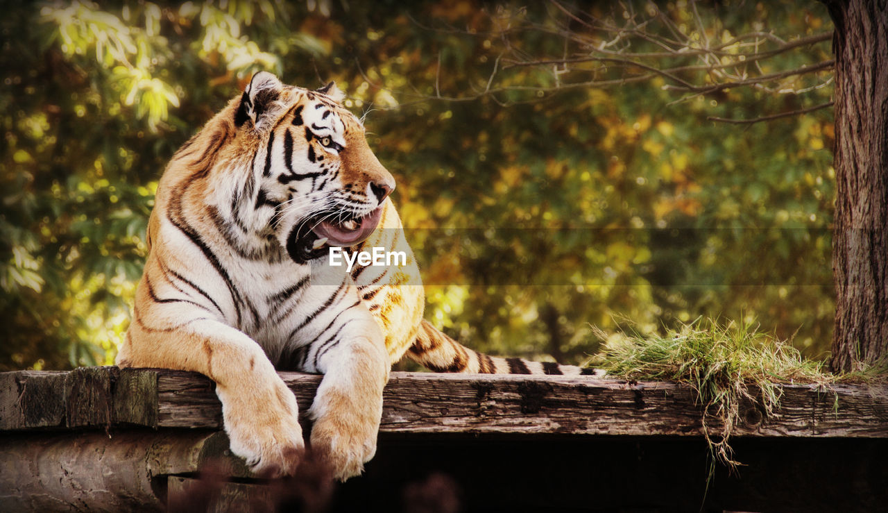 Tiger sitting on wooden structure in zoo 