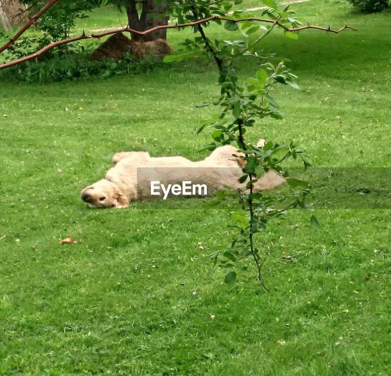 SHEEP ON GRASSY FIELD