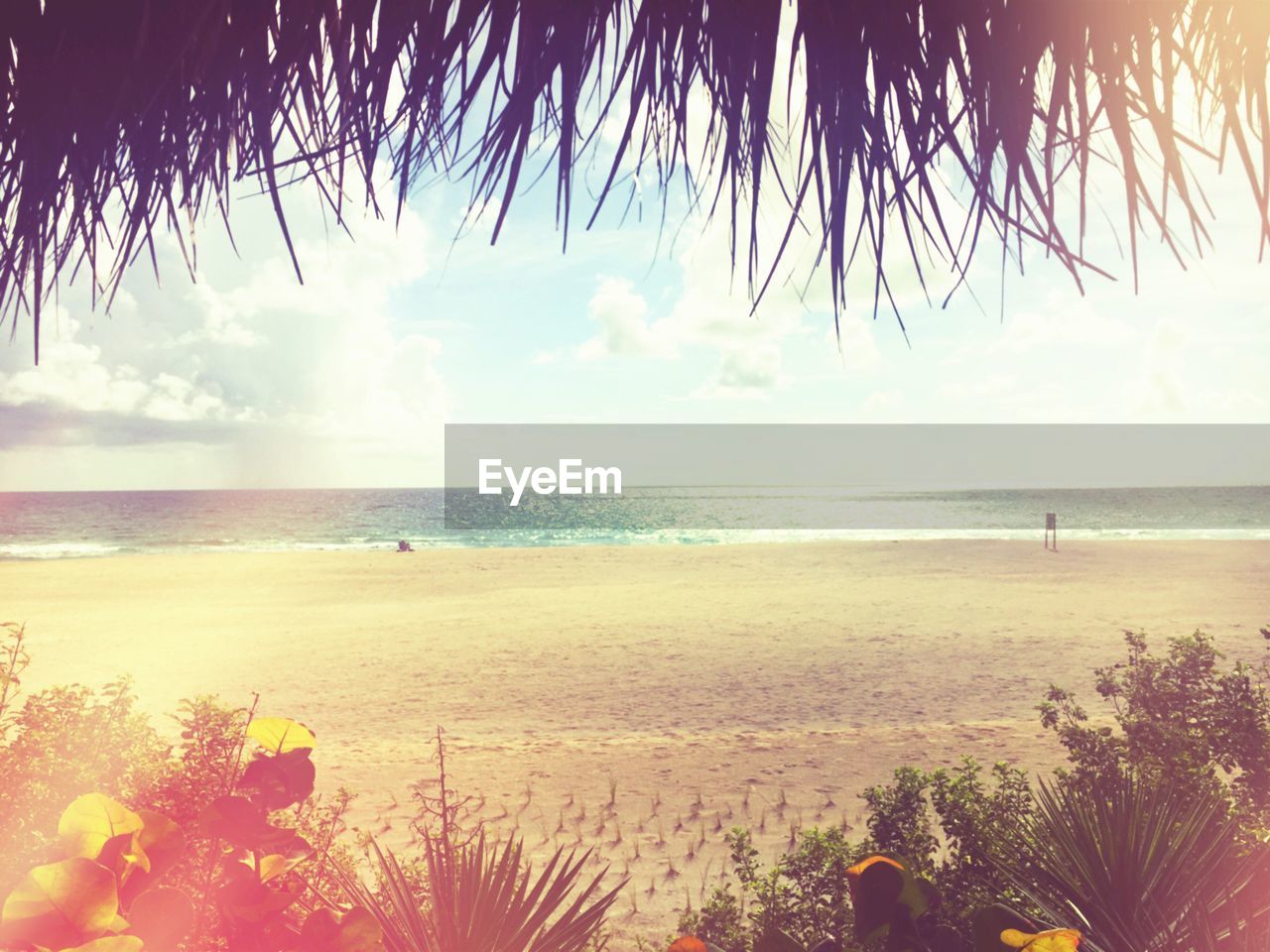 SCENIC VIEW OF PALM TREES ON BEACH