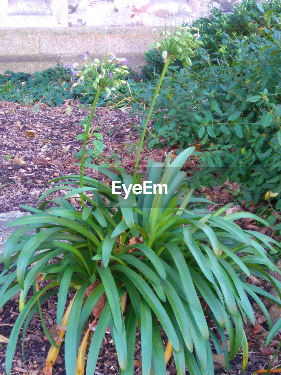 CLOSE-UP OF PLANT IN FIELD