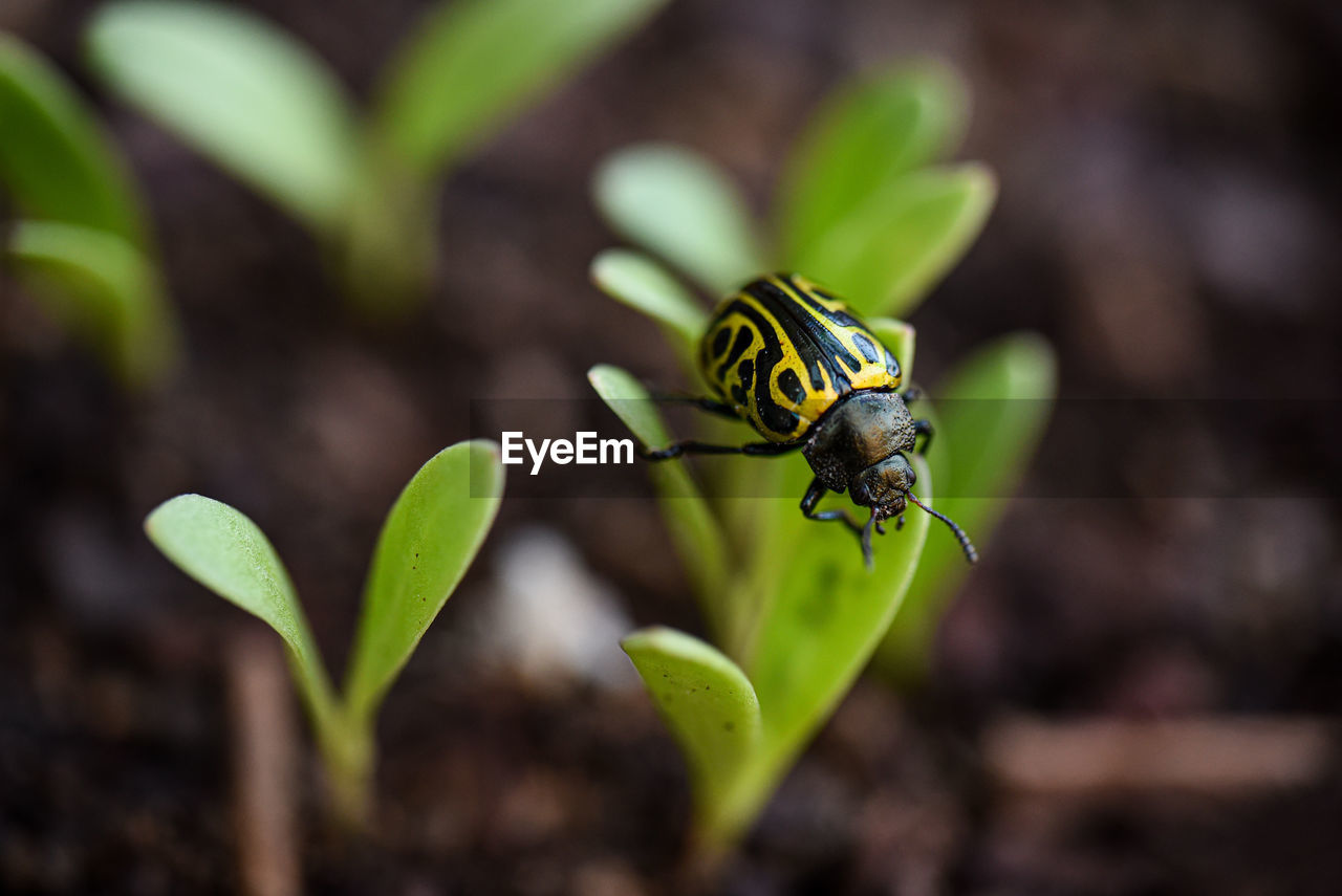 Close-up of insect on plant