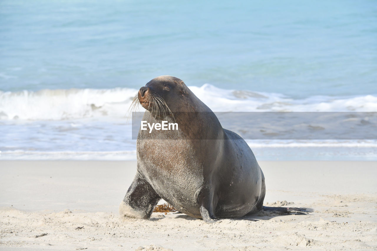 VIEW OF SEA LION ON BEACH