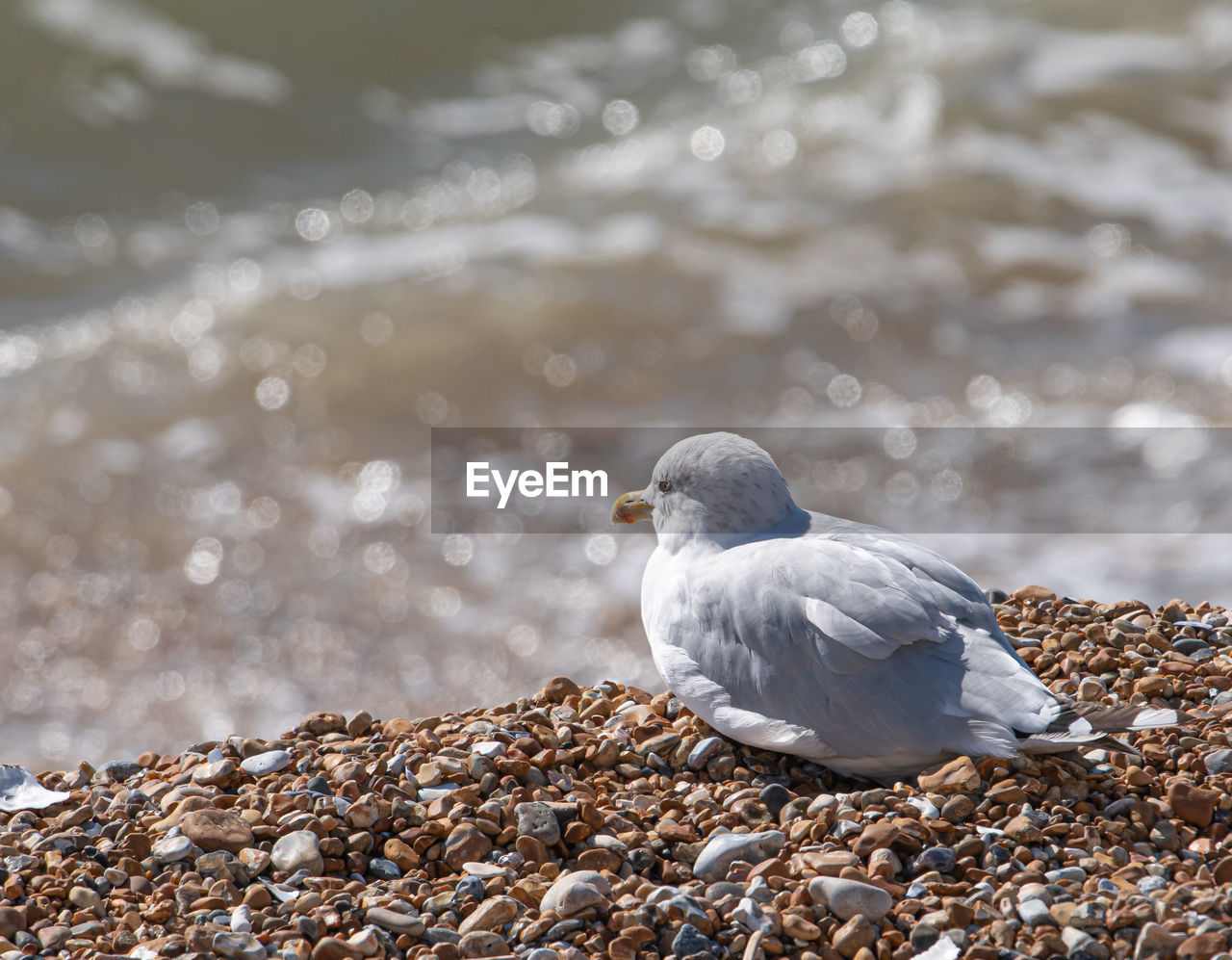 CLOSE-UP OF SEAGULL PERCHING ON BEACH