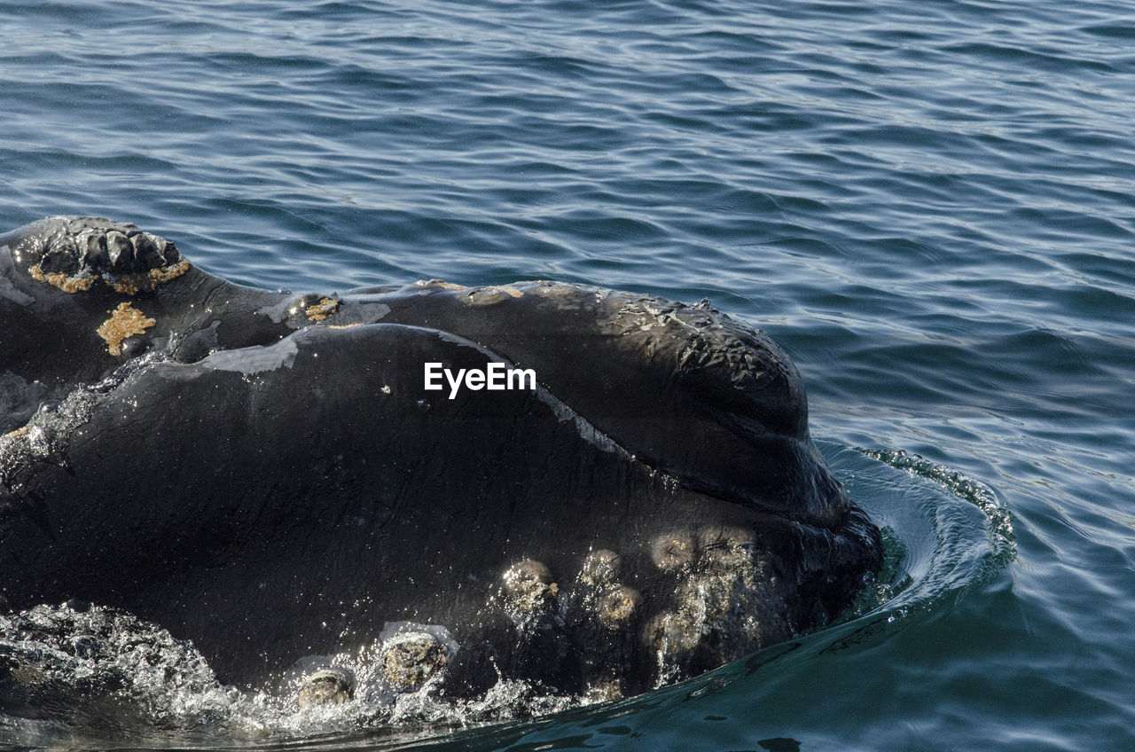 Blue whale in surface