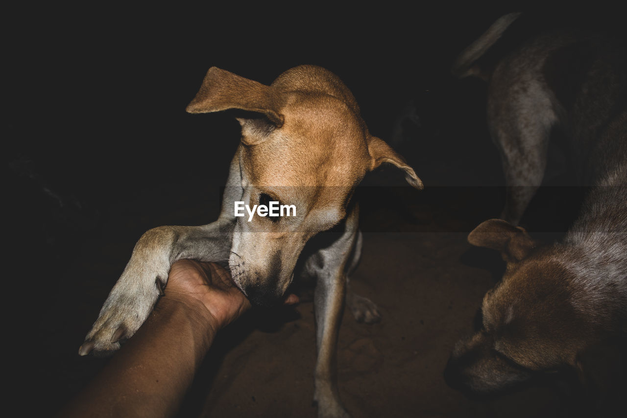 Close-up of dog over black background