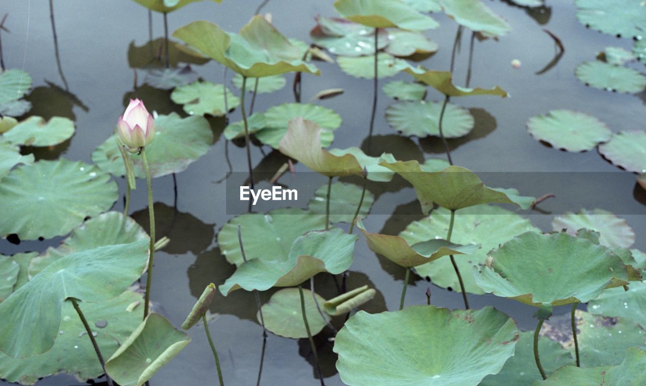 HIGH ANGLE VIEW OF WATER LILY IN LAKE