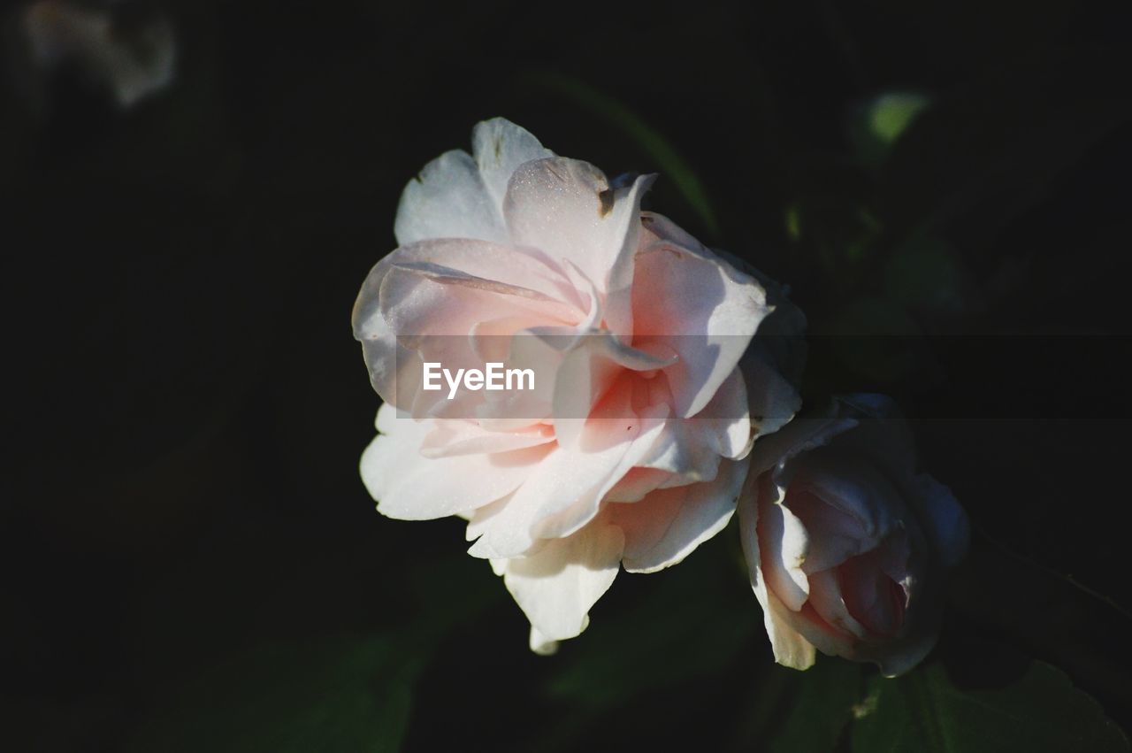 CLOSE-UP OF ROSE BLOOMING OUTDOORS