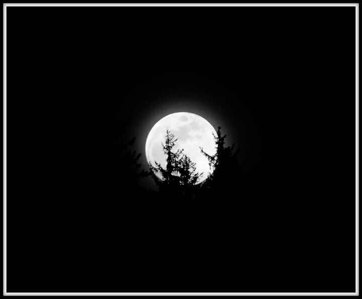 LOW ANGLE VIEW OF SILHOUETTE TREE AGAINST MOON