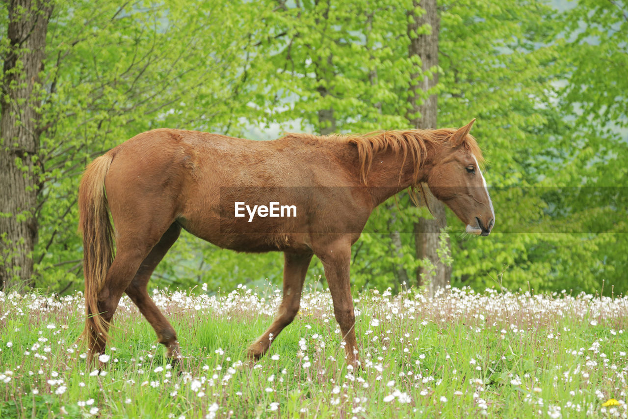 HORSE STANDING IN A FIELD