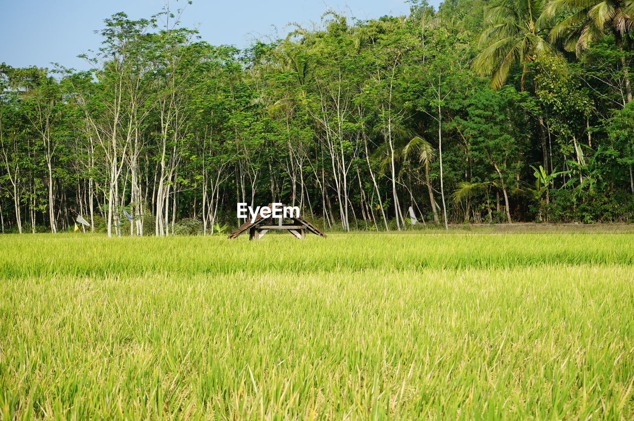 Trees on field