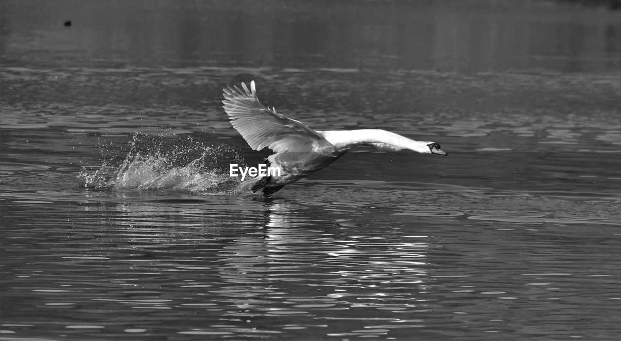 Swan splashing water while landing in lake