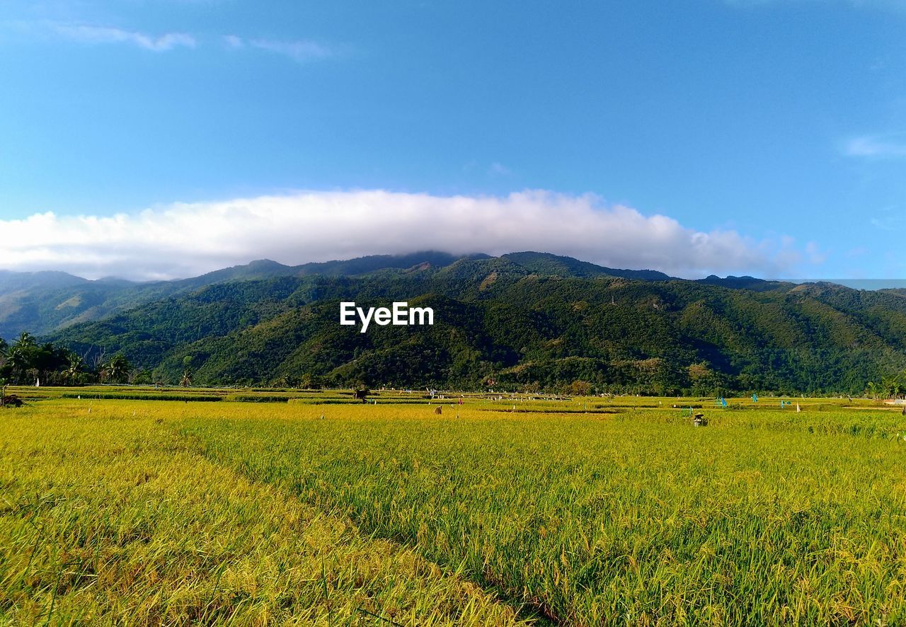Rice that has begun to turn yellow and views of the hill eyeemnewhere