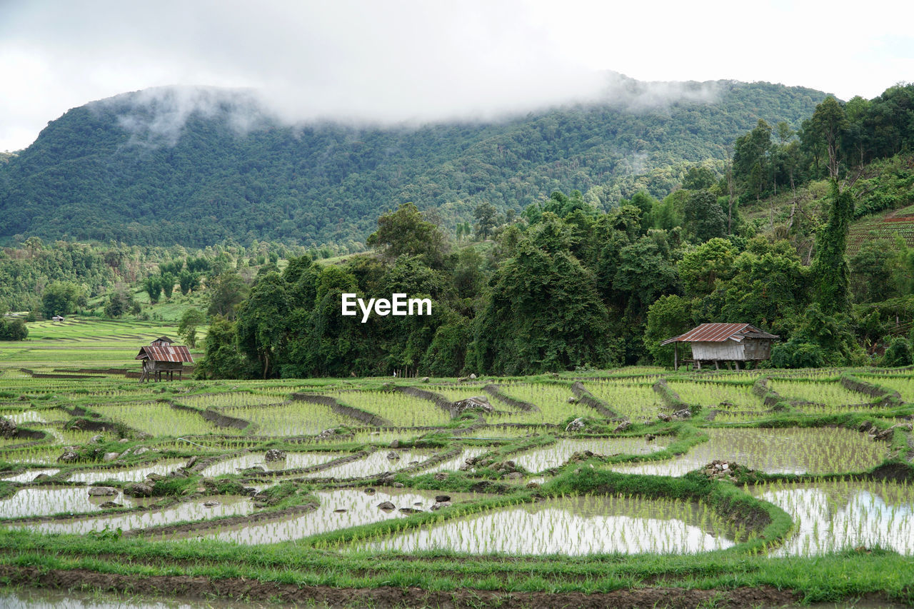 SCENIC VIEW OF AGRICULTURAL LANDSCAPE AGAINST SKY