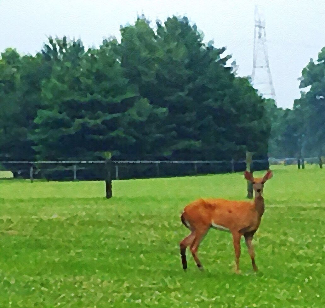 VIEW OF HORSE ON GRASSY FIELD