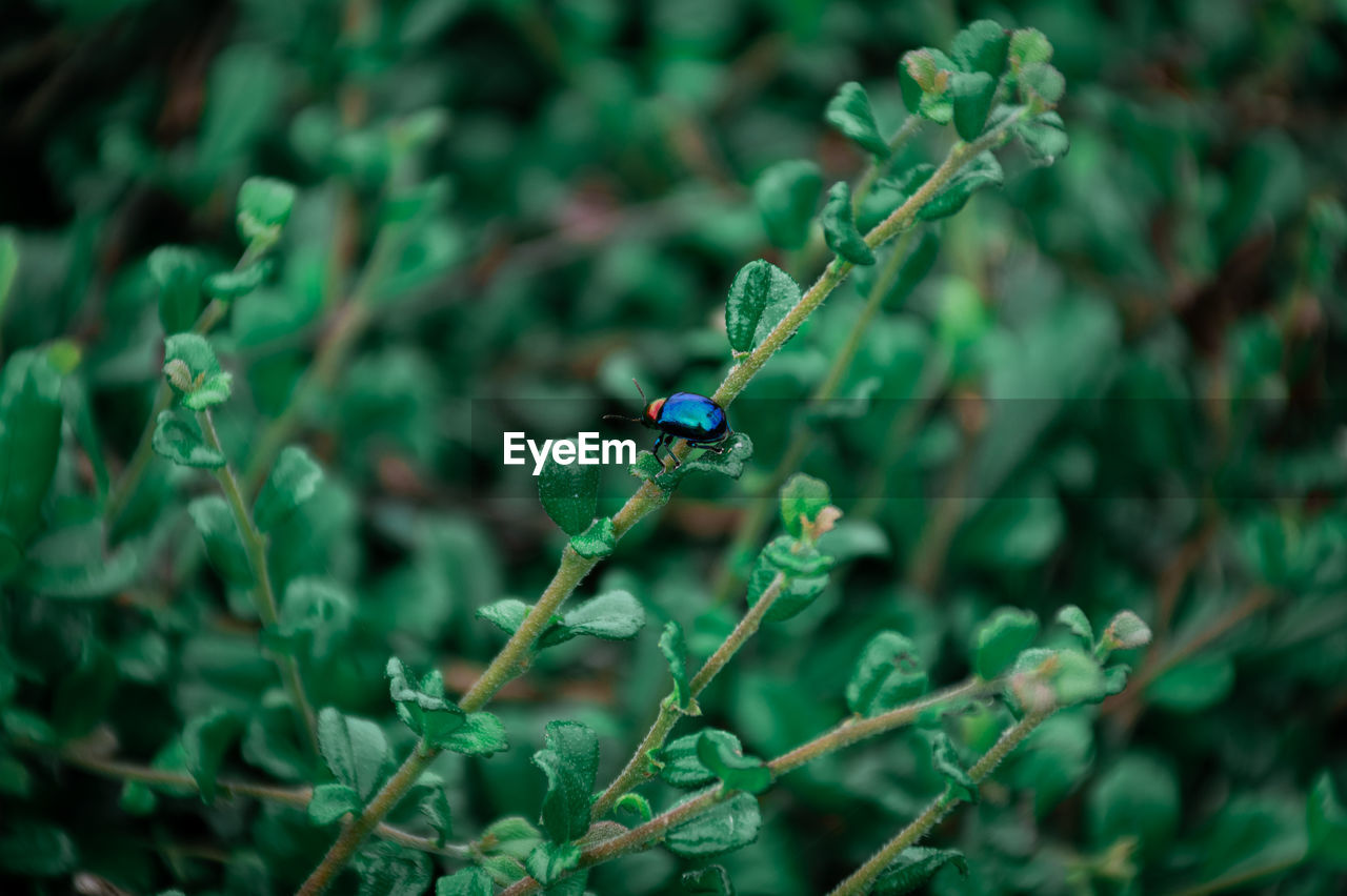 green, plant, animal wildlife, nature, flower, animal, leaf, animal themes, insect, close-up, plant part, wildlife, one animal, macro photography, no people, grass, beauty in nature, day, outdoors, focus on foreground, growth, land, selective focus, tree, environment, forest