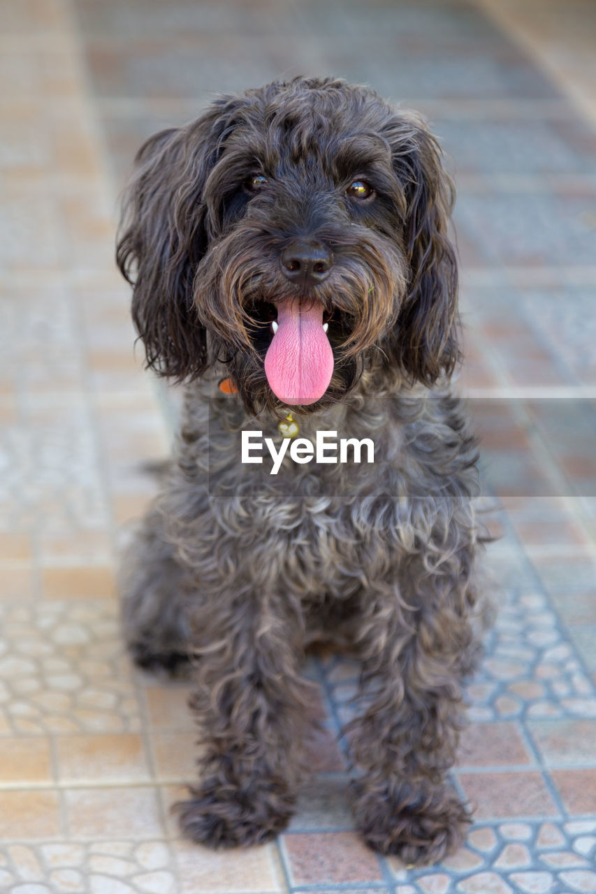 PORTRAIT OF DOG STICKING OUT TONGUE