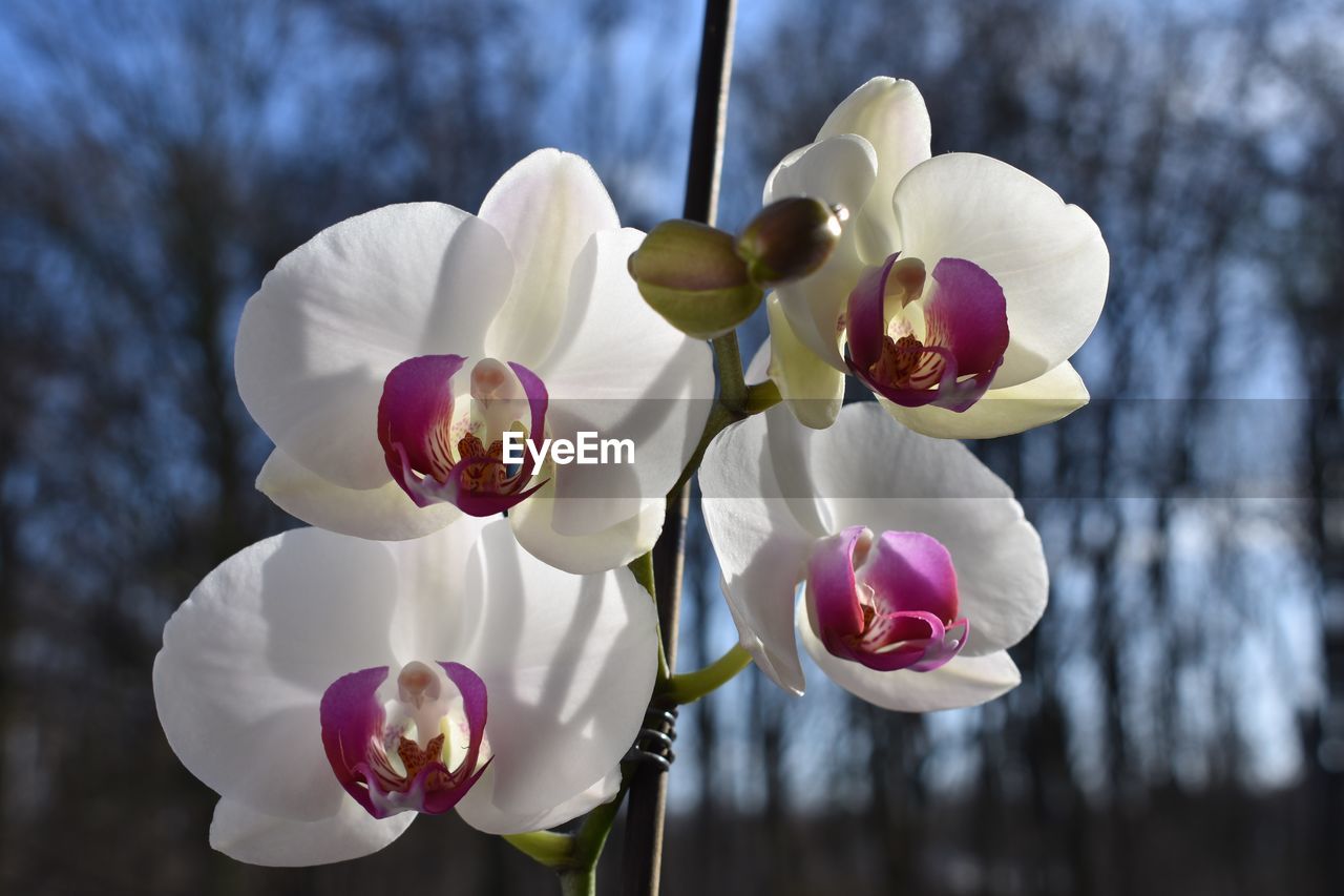 Close-up of white flowering plant against sky