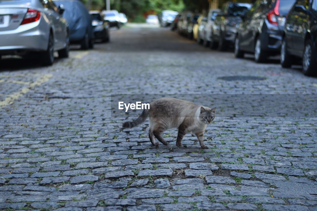 CAT SITTING ON STREET