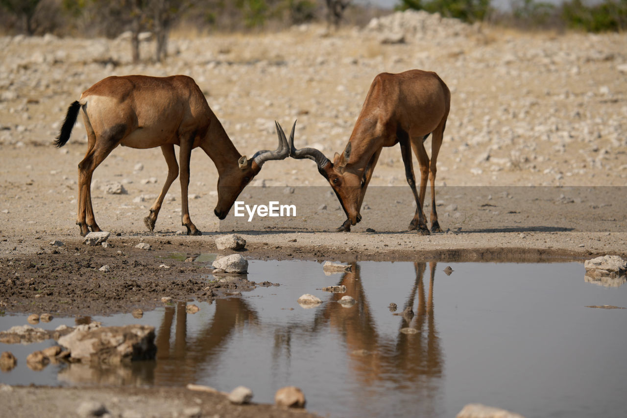 side view of a deer standing on field