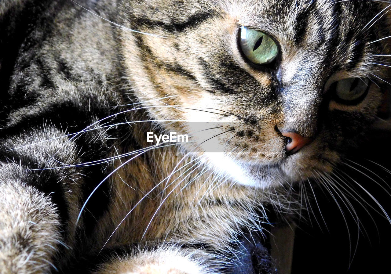 CLOSE-UP PORTRAIT OF TABBY CAT