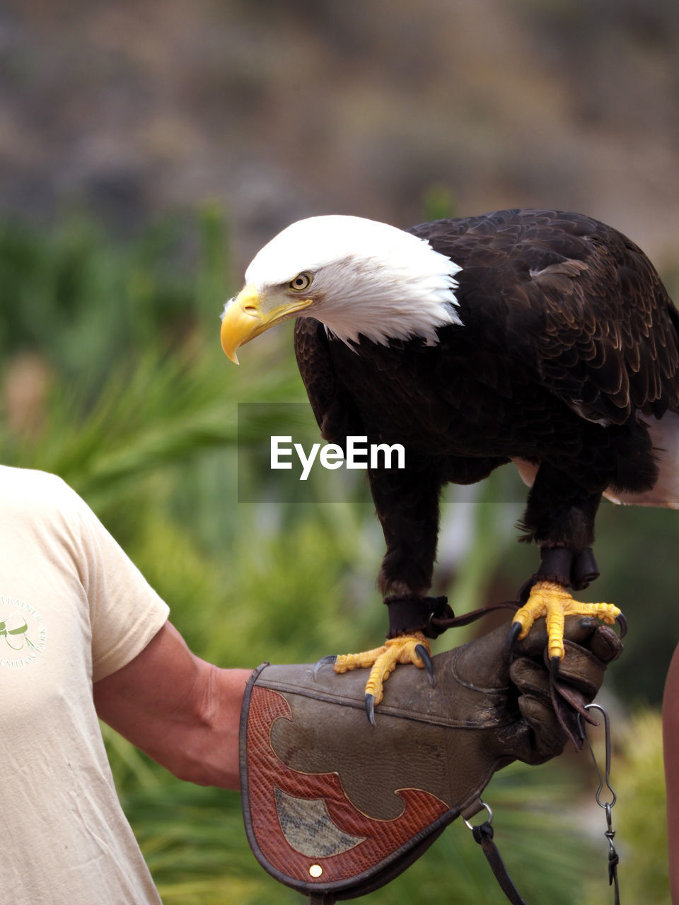 Bald eagle perching on hand