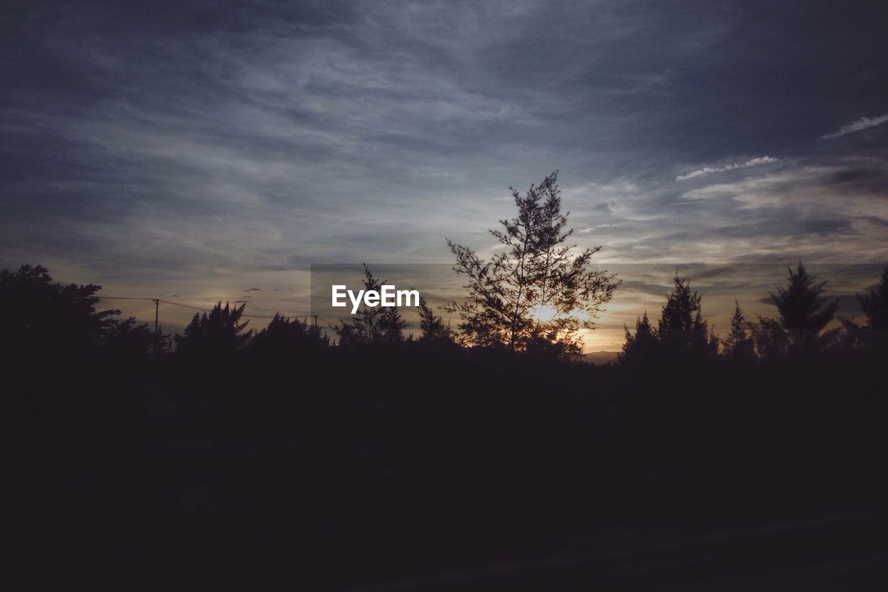 SILHOUETTE OF TREES AT SUNSET