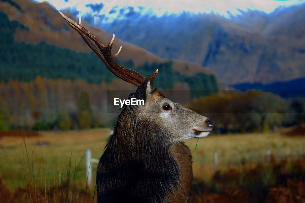 Stag in profile against highland scenery 