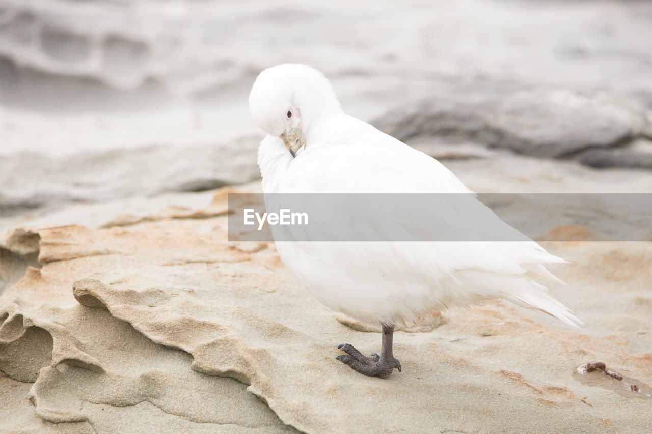 CLOSE-UP OF SEAGULL ON LAND