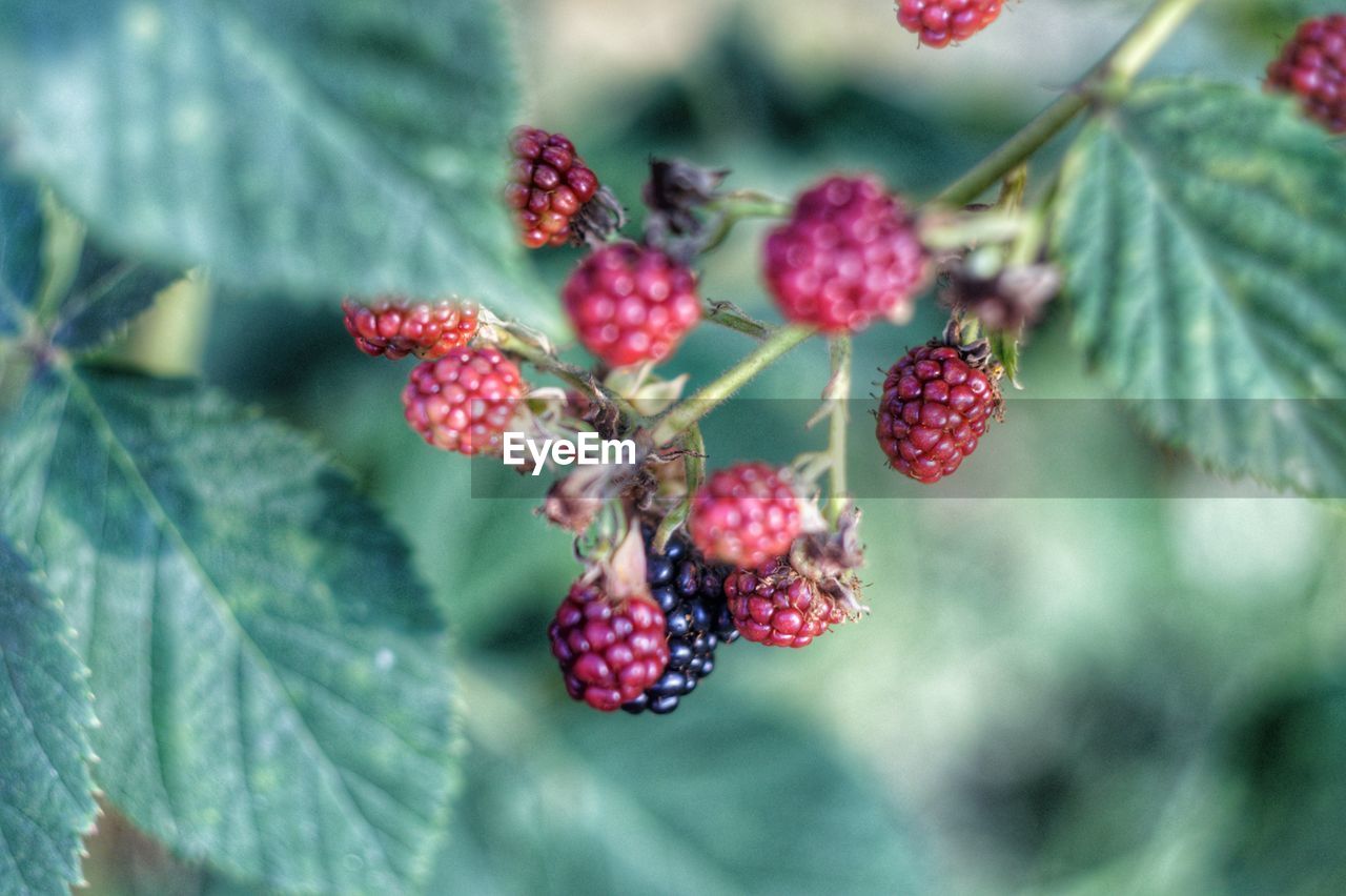 Close-up of red berries growing on tree