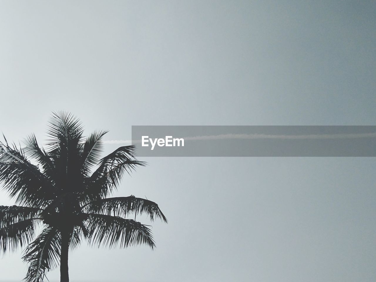 LOW ANGLE VIEW OF COCONUT PALM TREE AGAINST CLEAR SKY