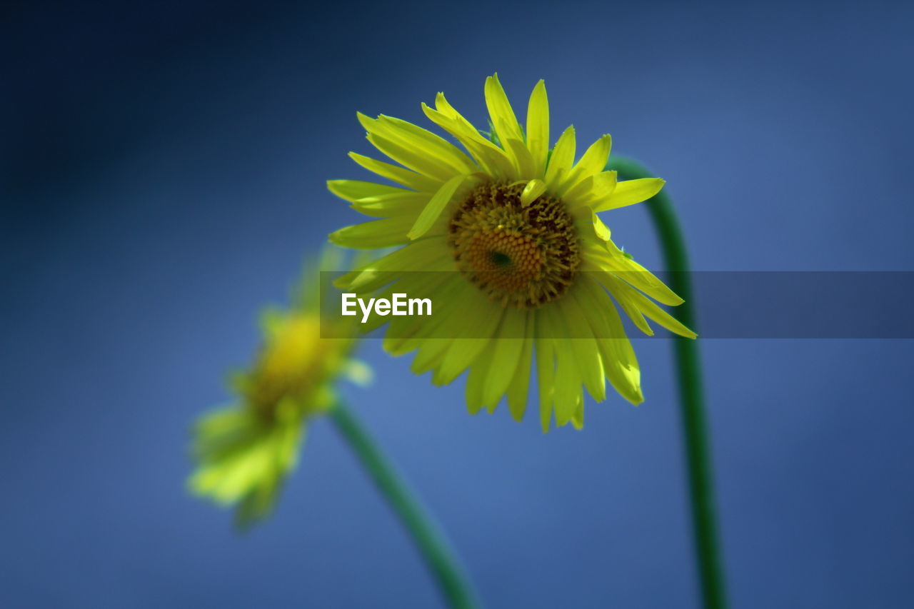 Close-up of yellow flower against blue sky