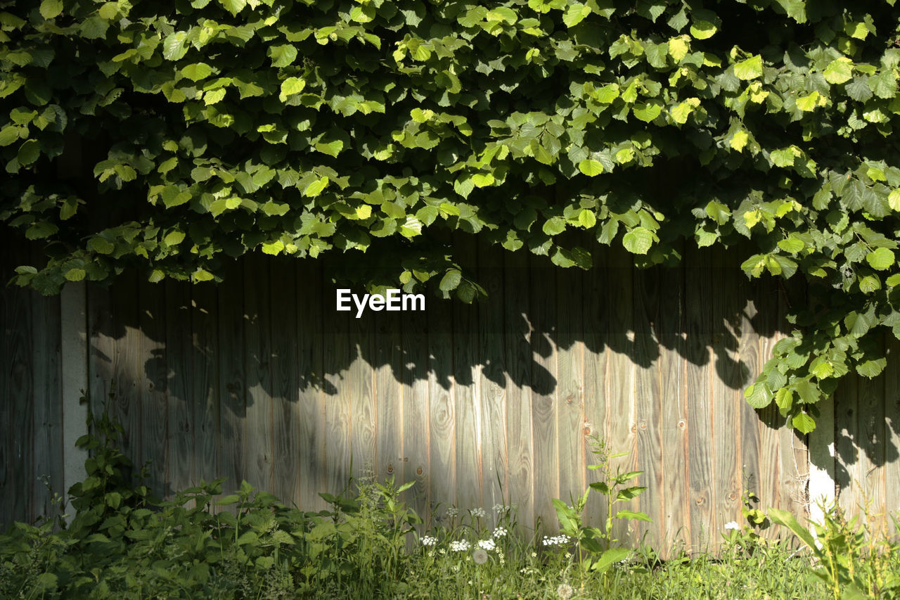 TREES AND LEAVES IN YARD