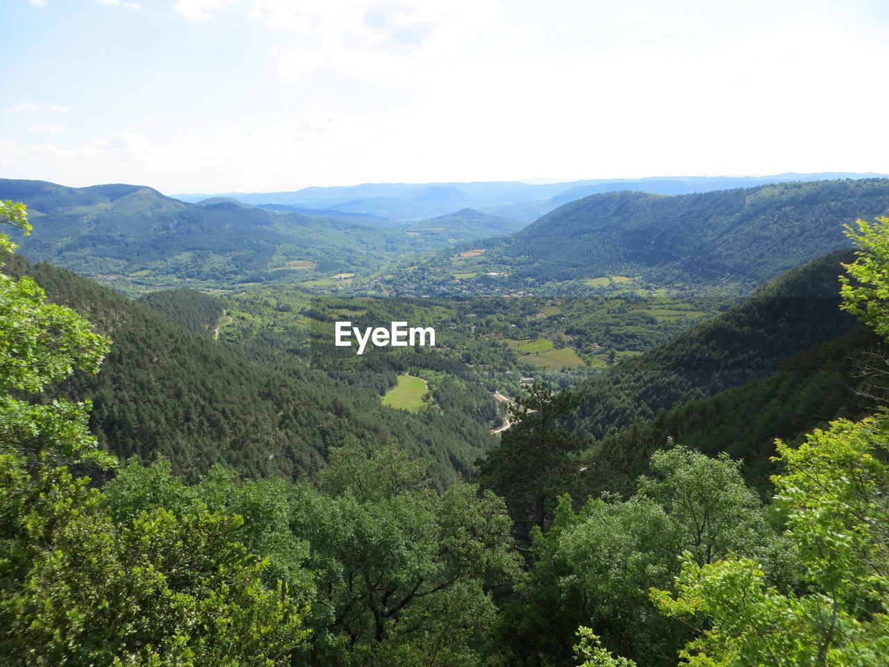 SCENIC VIEW OF FOREST AGAINST SKY