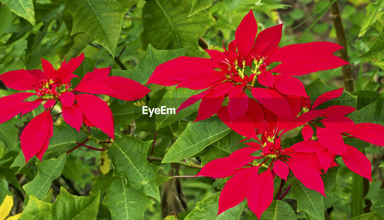 CLOSE-UP OF RED FLOWERING PLANT WITH PINK ROSE