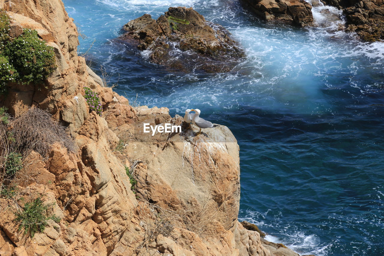 Ducks on rock by sea