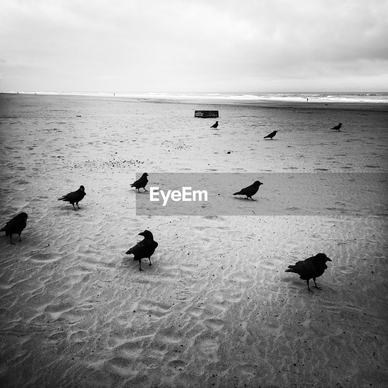 BIRDS ON THE BEACH