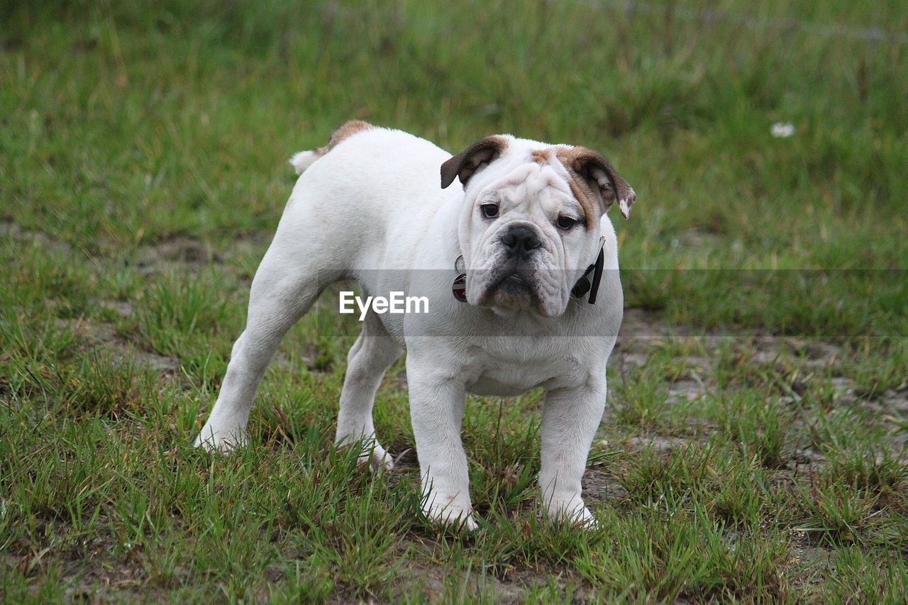 PORTRAIT OF DOG STANDING ON GRASS