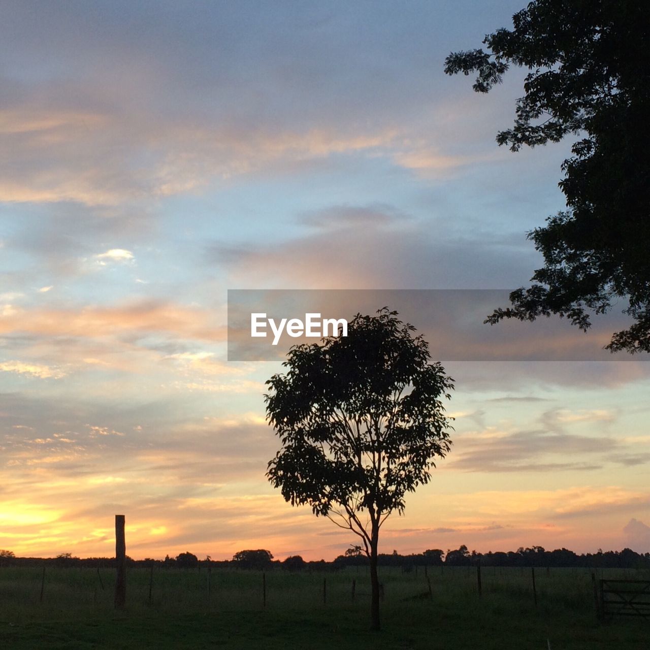 TREES ON FIELD AT SUNSET